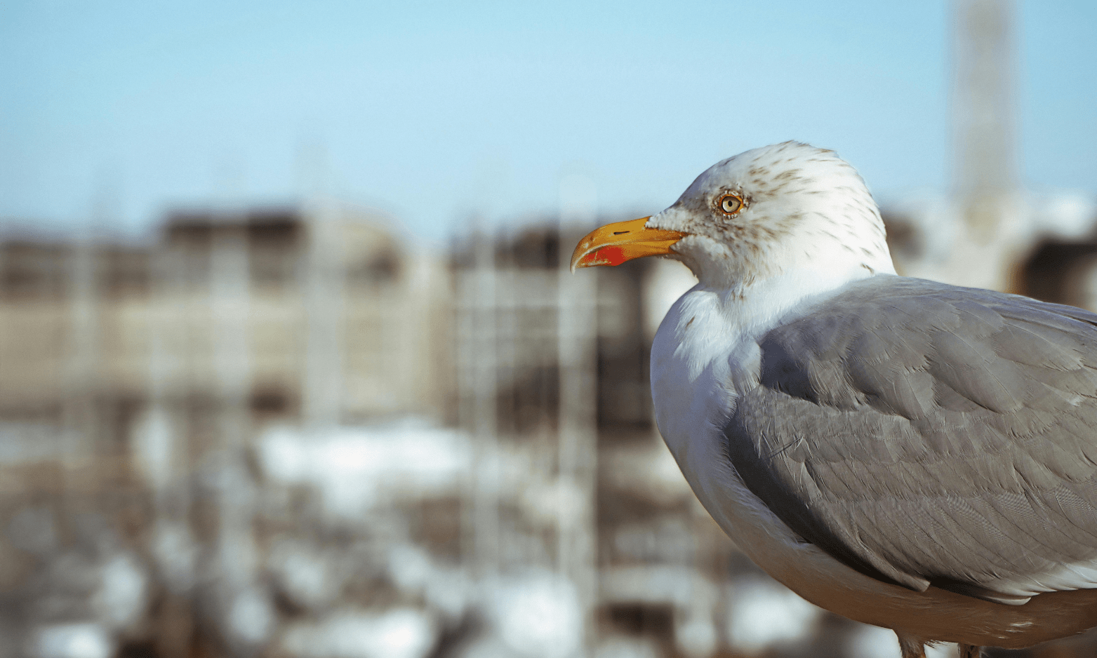 Mouette sur la côte Atlantique, symbole du littoral Royannais